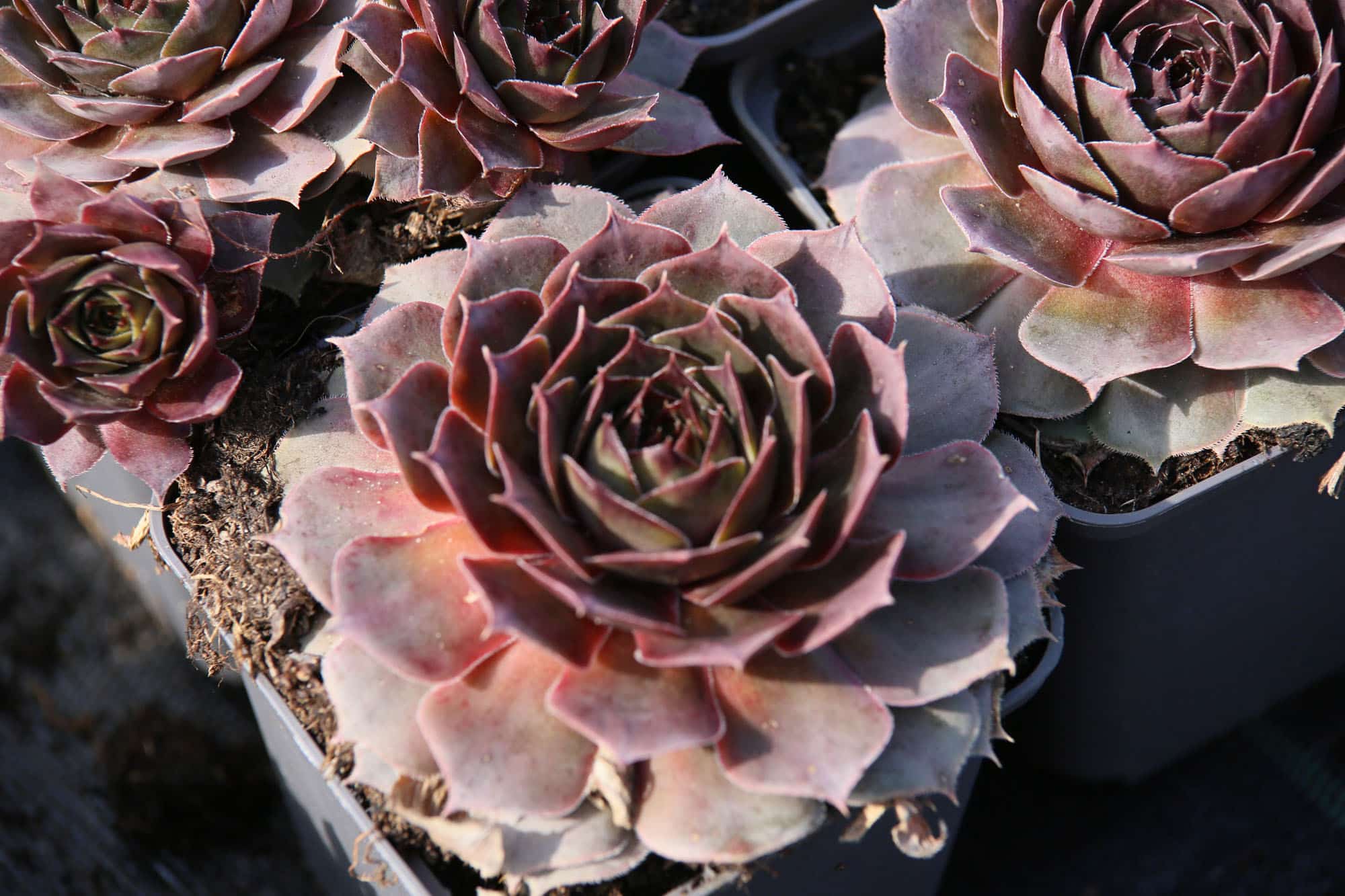 Sempervivum 'Feldmaier'