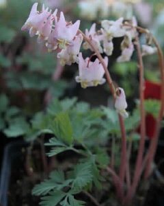 Dicentra cucullaria 'Pink Punk'
