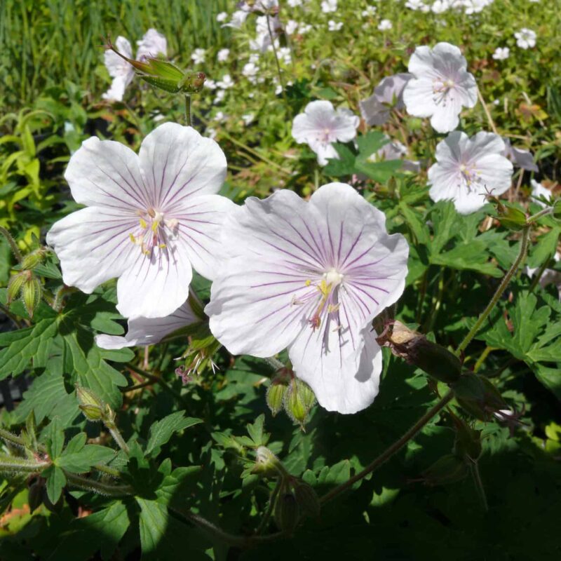 Geranium himalayense 'Derrik Cook'