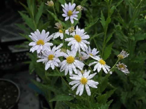 Kalimeris incisus 'Madiva' (Aster)
