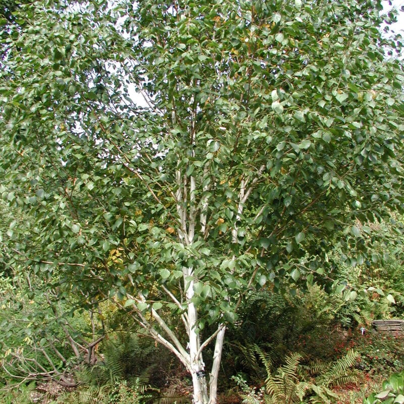Betula utilis subsp. jacquemontii 'Doorenbos'