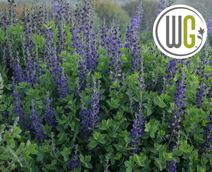 Baptisia 'Sparkling Sapphires'