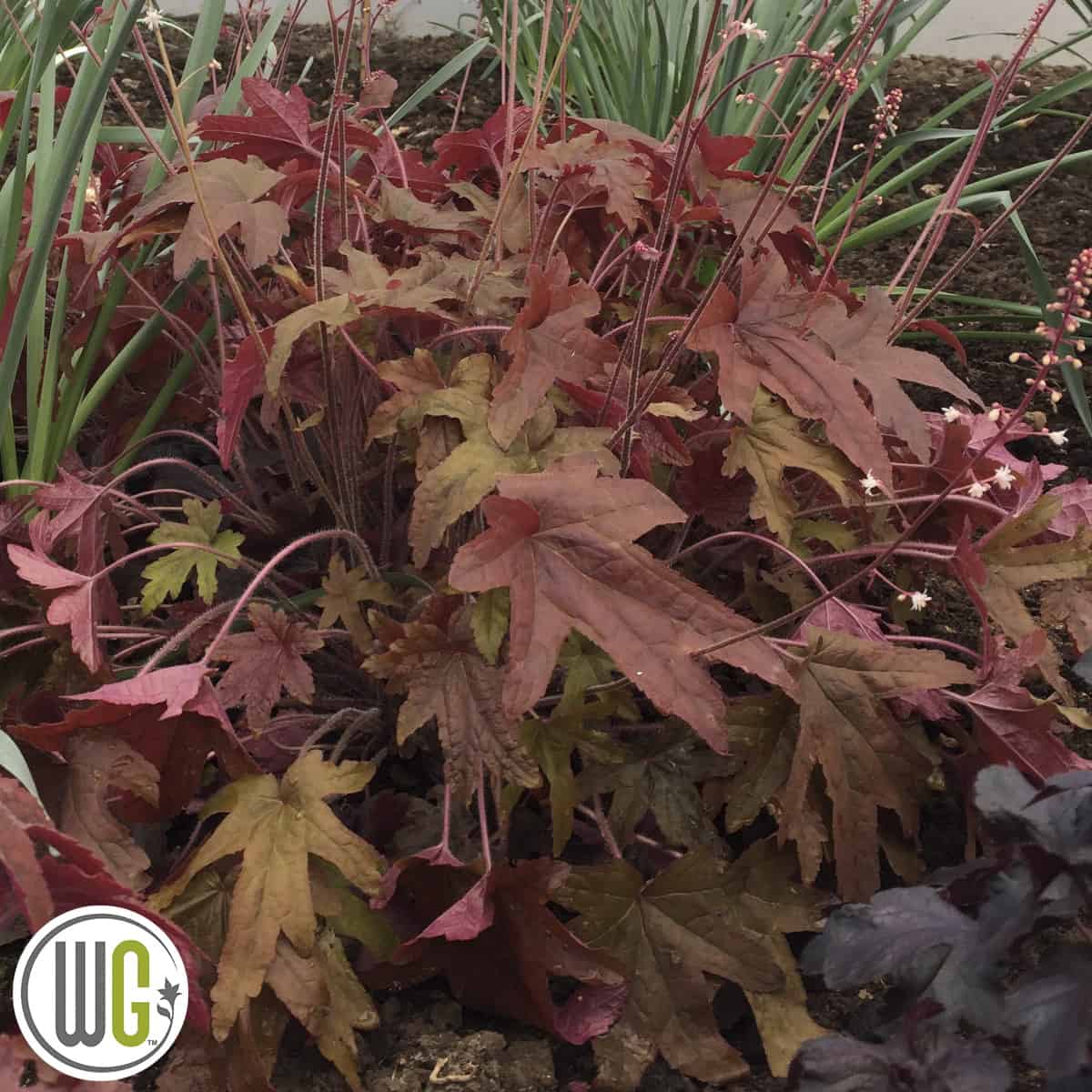 Heucherella 'Red Rover'