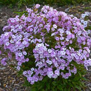 Phlox paniculata 'Opening Act Blush'