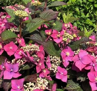 Hydrangea serrata BLACKBERRY PIE
