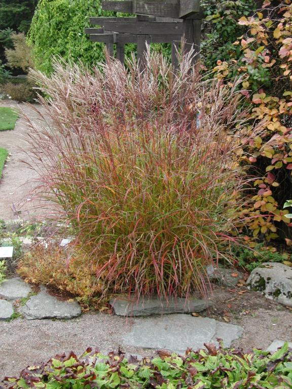Miscanthus sinensis 'Ferner Osten'
