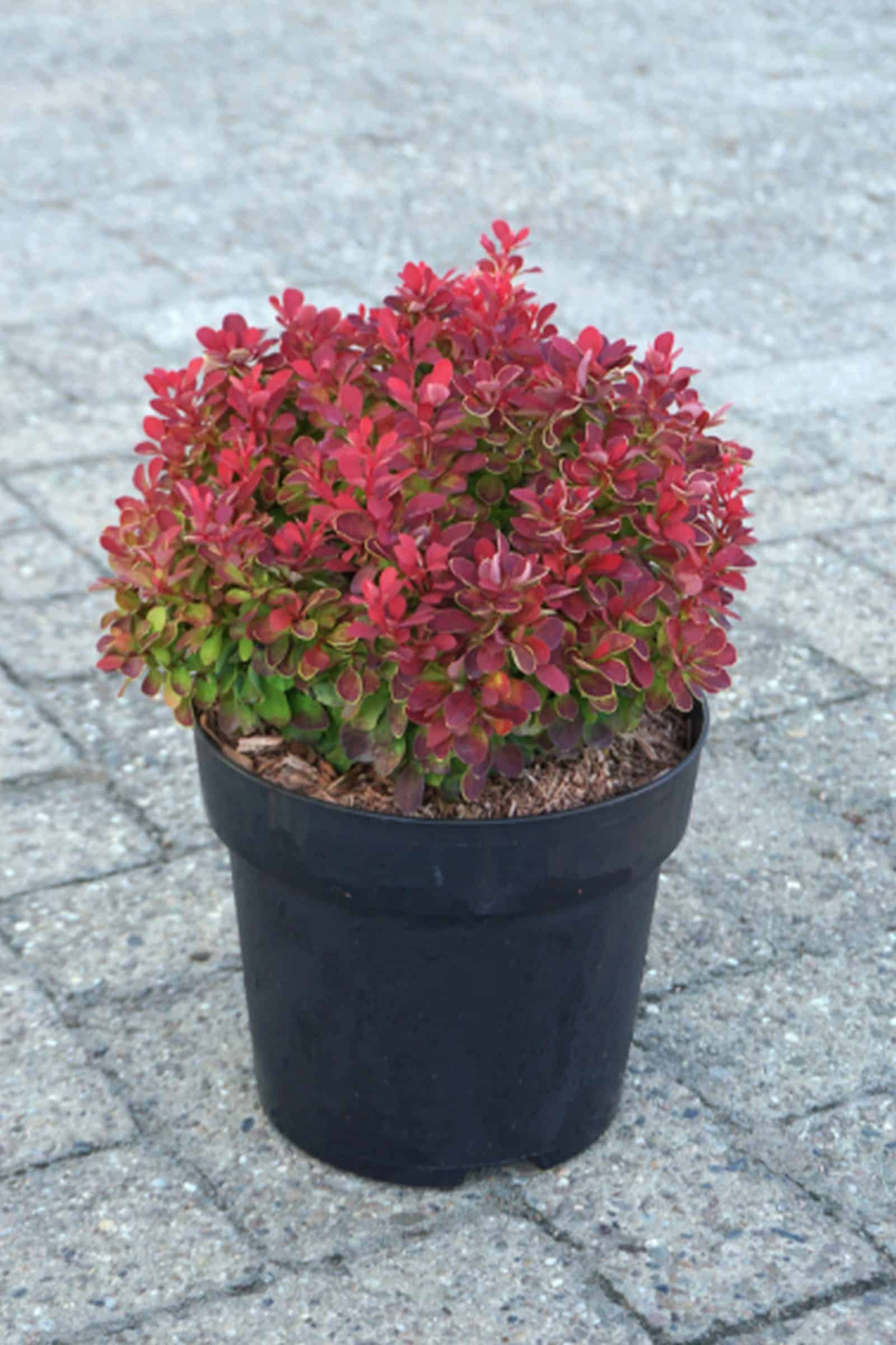Berberis thunbergii 'Ruby Star'