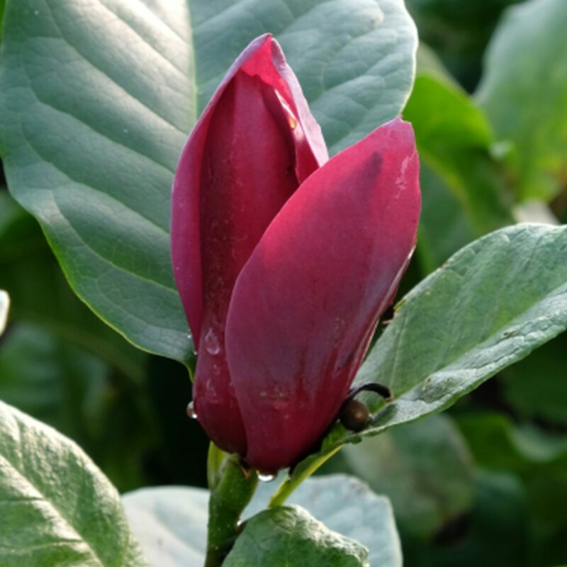 Magnolia 'Oriental Night'