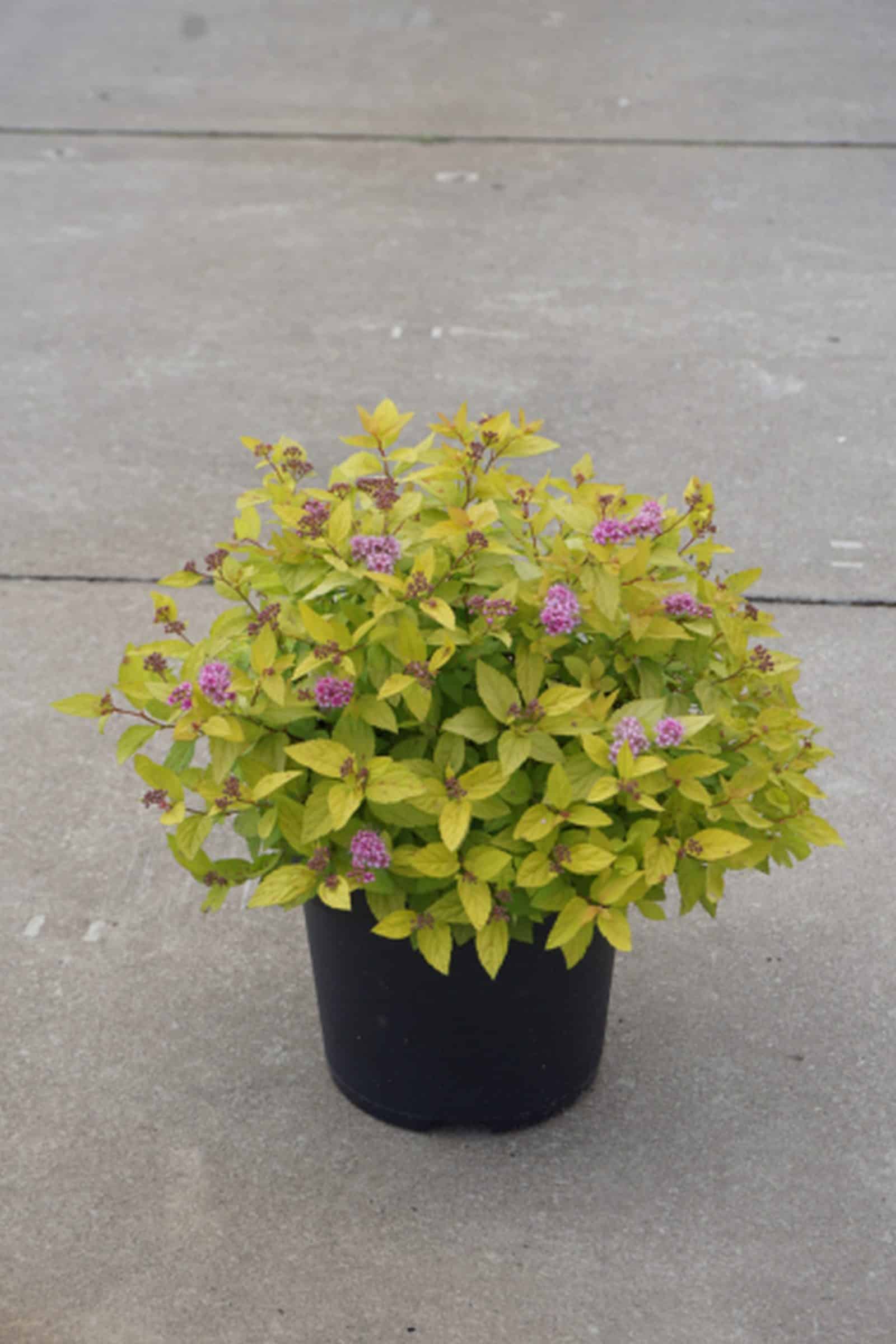Spiraea japonica GOLDEN PRINCESS