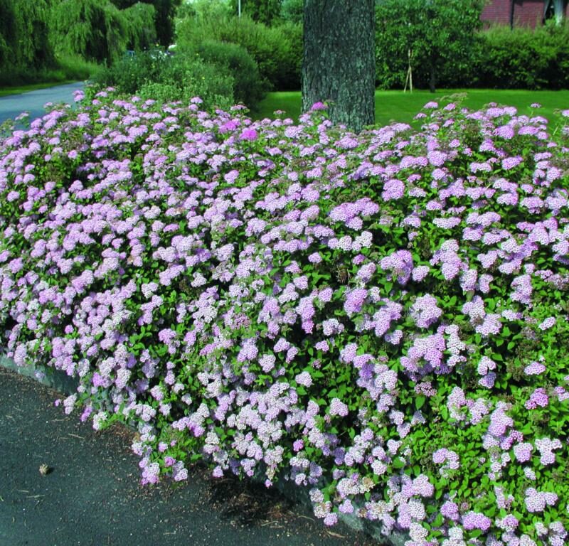 Spiraea japonica 'Little Princess'