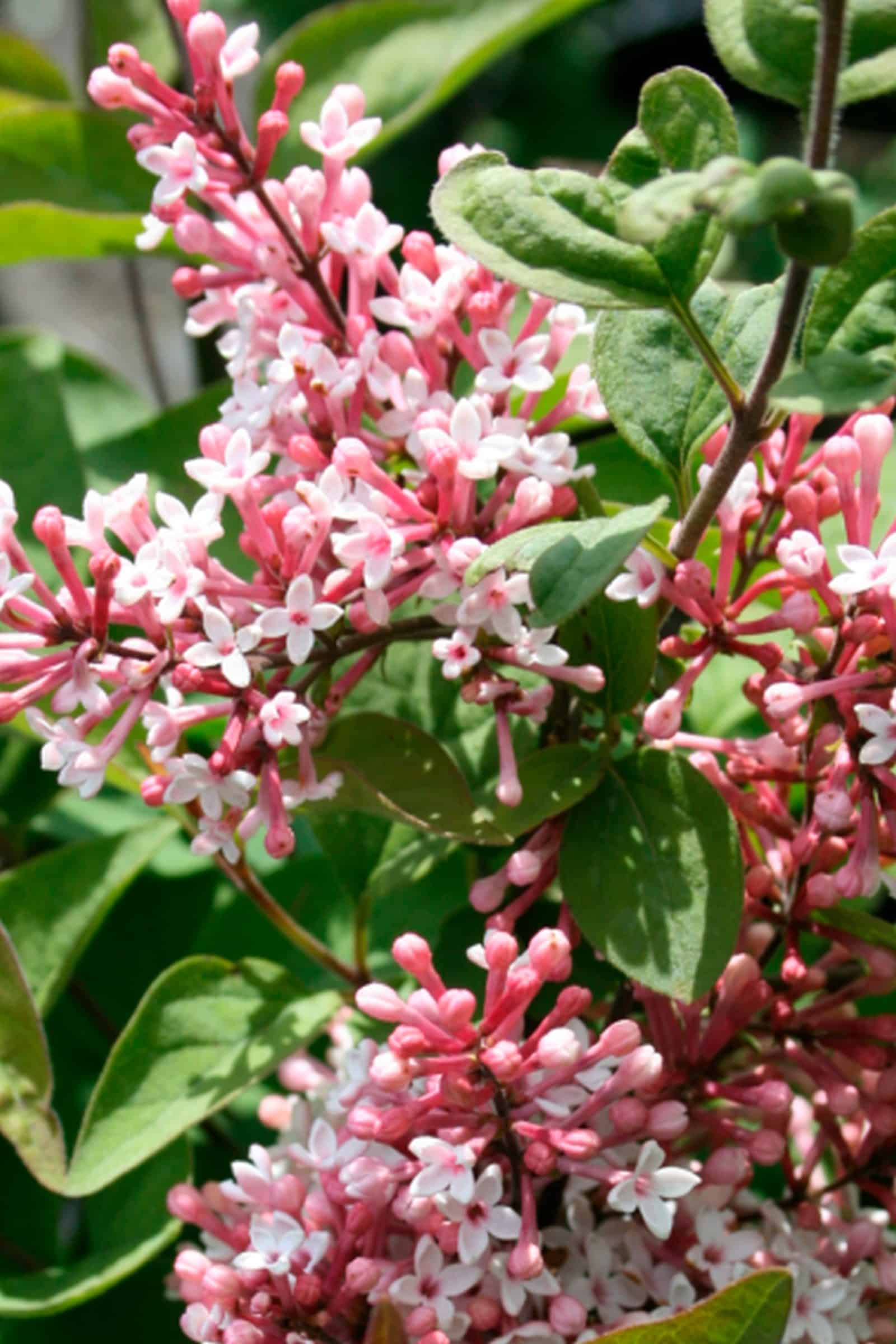 Syringa meyeri 'Palibin'