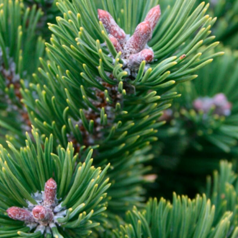 Pinus mugo 'Sherwood Compact'