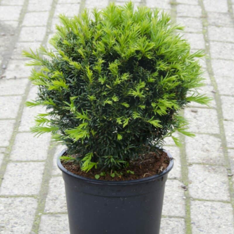 Taxus x media 'Groenland'