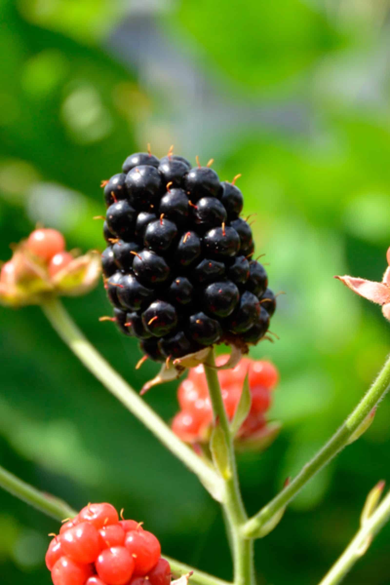 Rubus BrazelBerry ® 'Baby Cakes' ®
