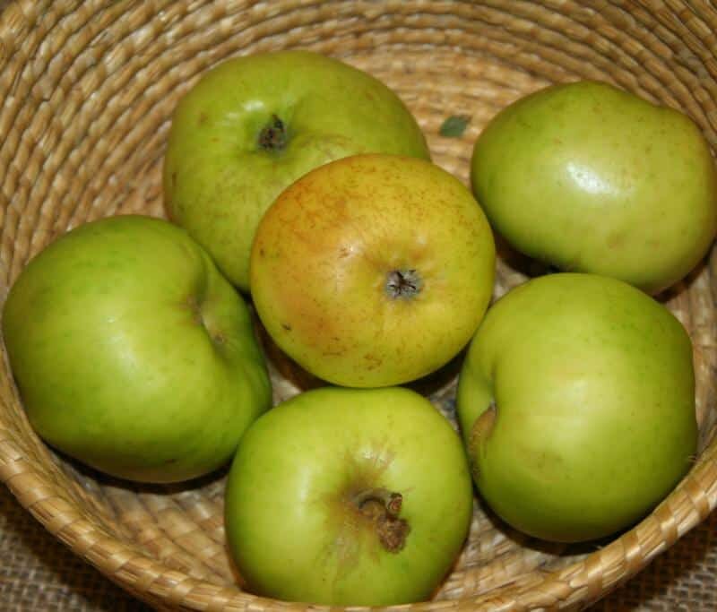 Malus domestica 'Oranie'