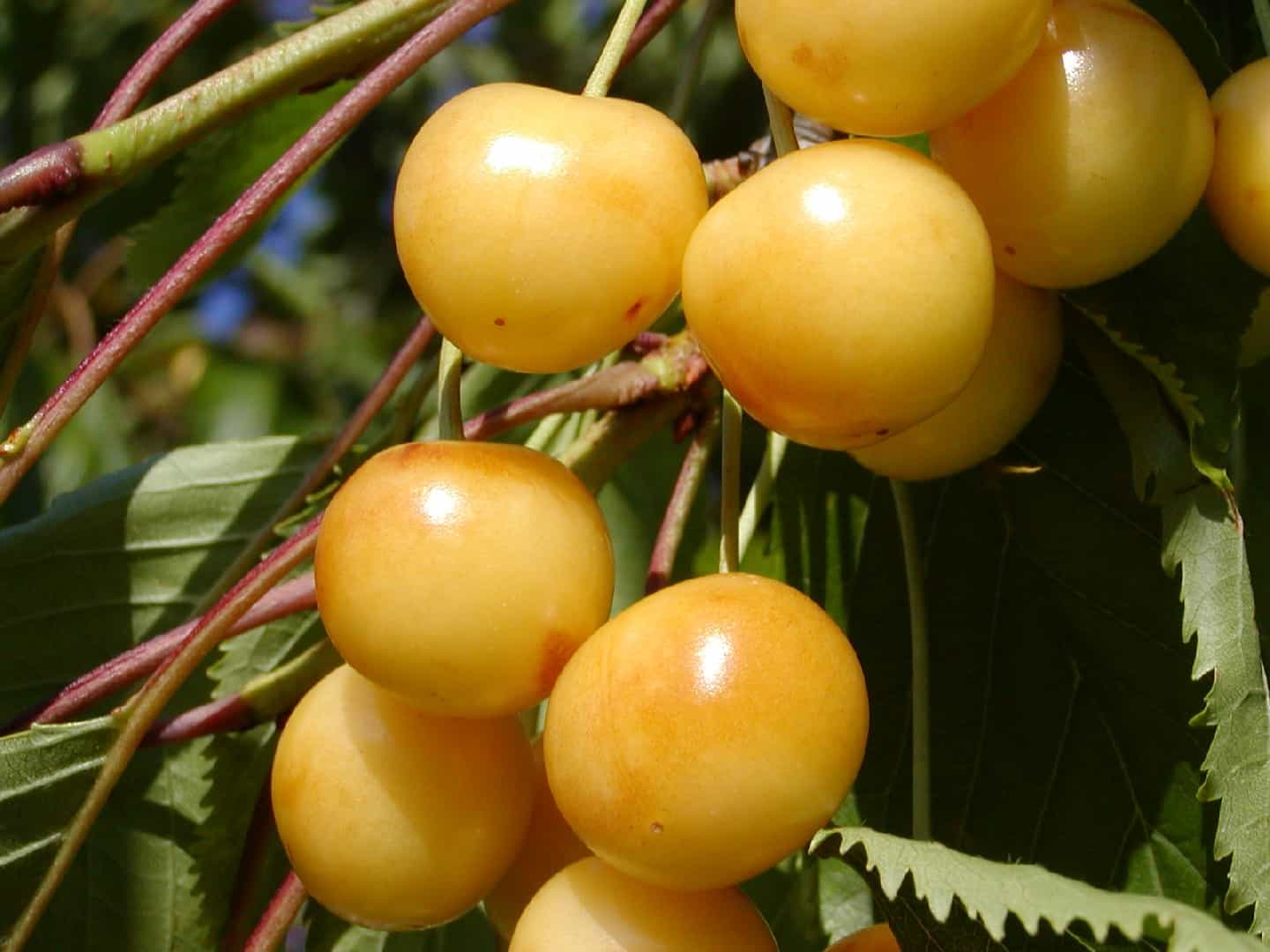 Prunus avium DÖNNISSEN ('Dönissens Gelbe Knorpelki