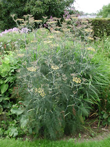 Foeniculum vulgare