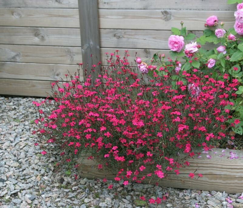 Dianthus deltoides 'Brilliant'