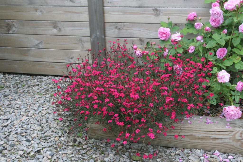 Dianthus deltoides 'Brilliant'