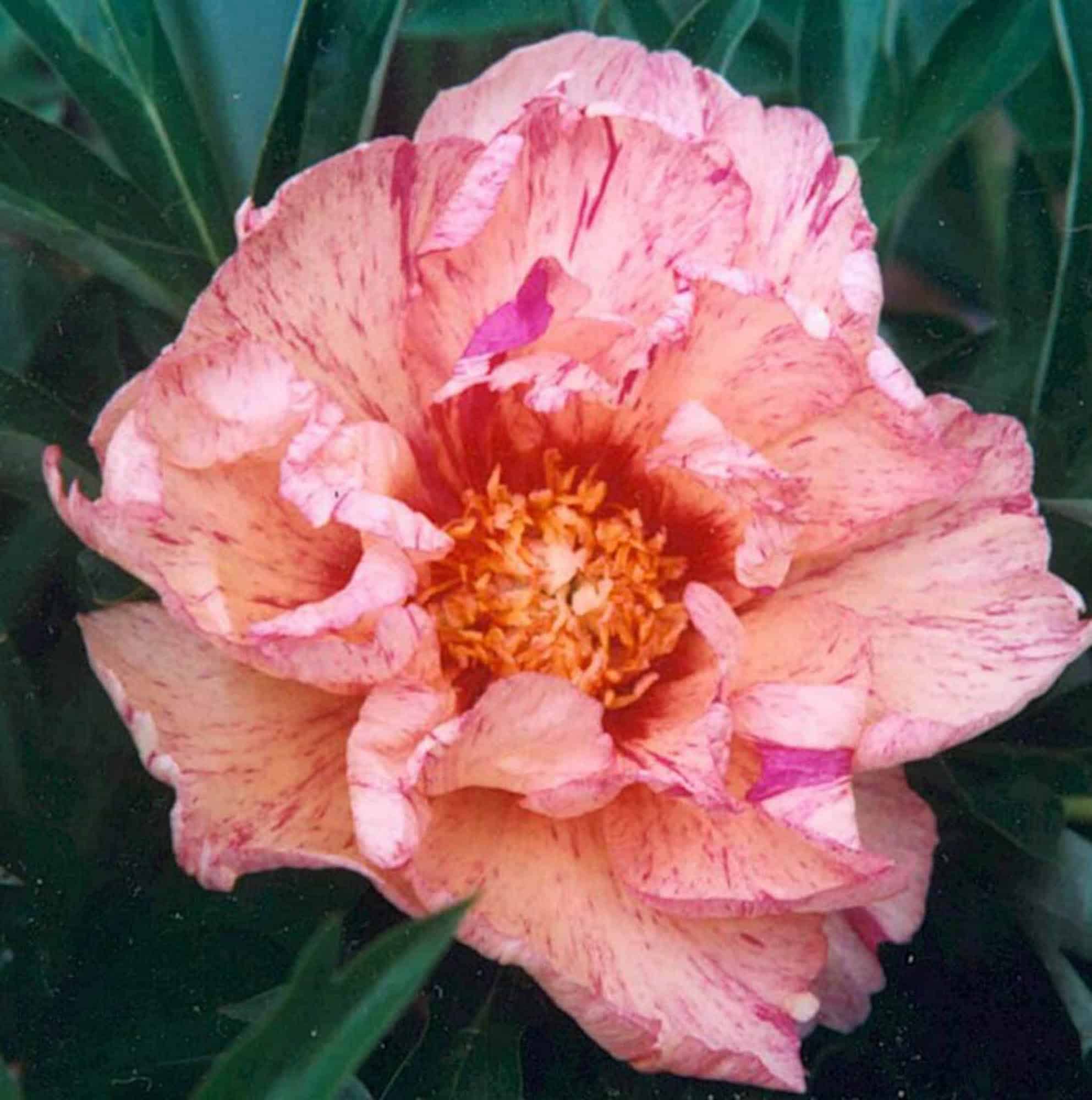 Paeonia itoh 'Lollipop'