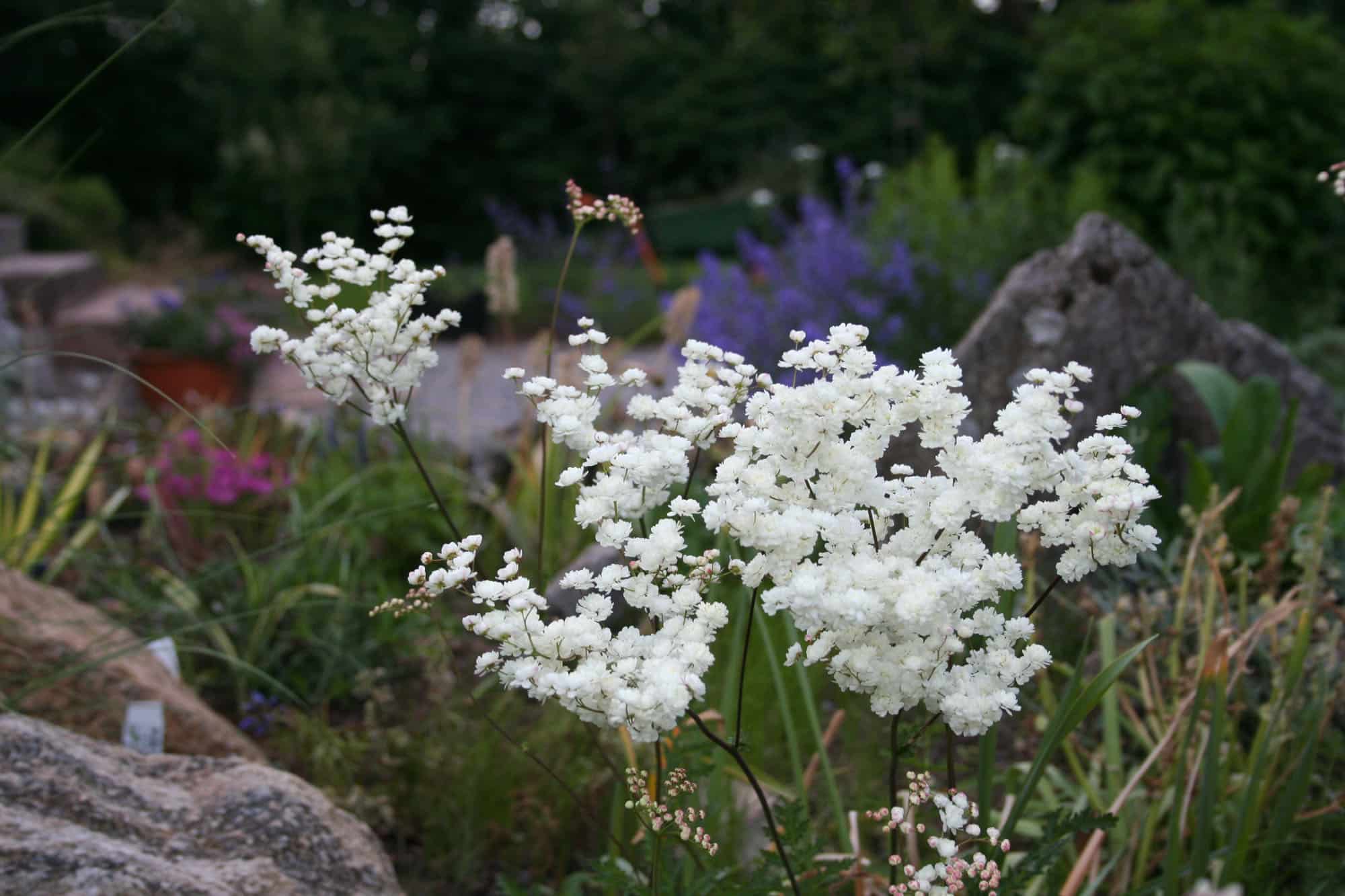 Filipendula vulgaris 'Multiplex'