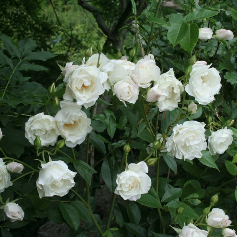 Rosa (Alba) 'Mme Plantier'