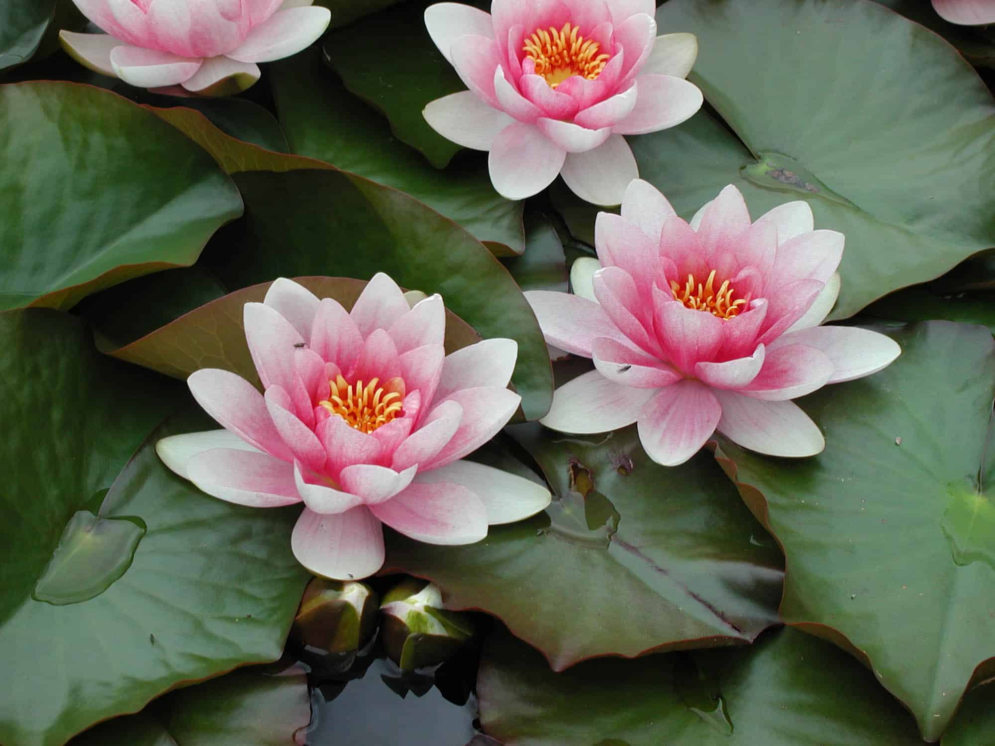 Nymphaea 'Gonnère'