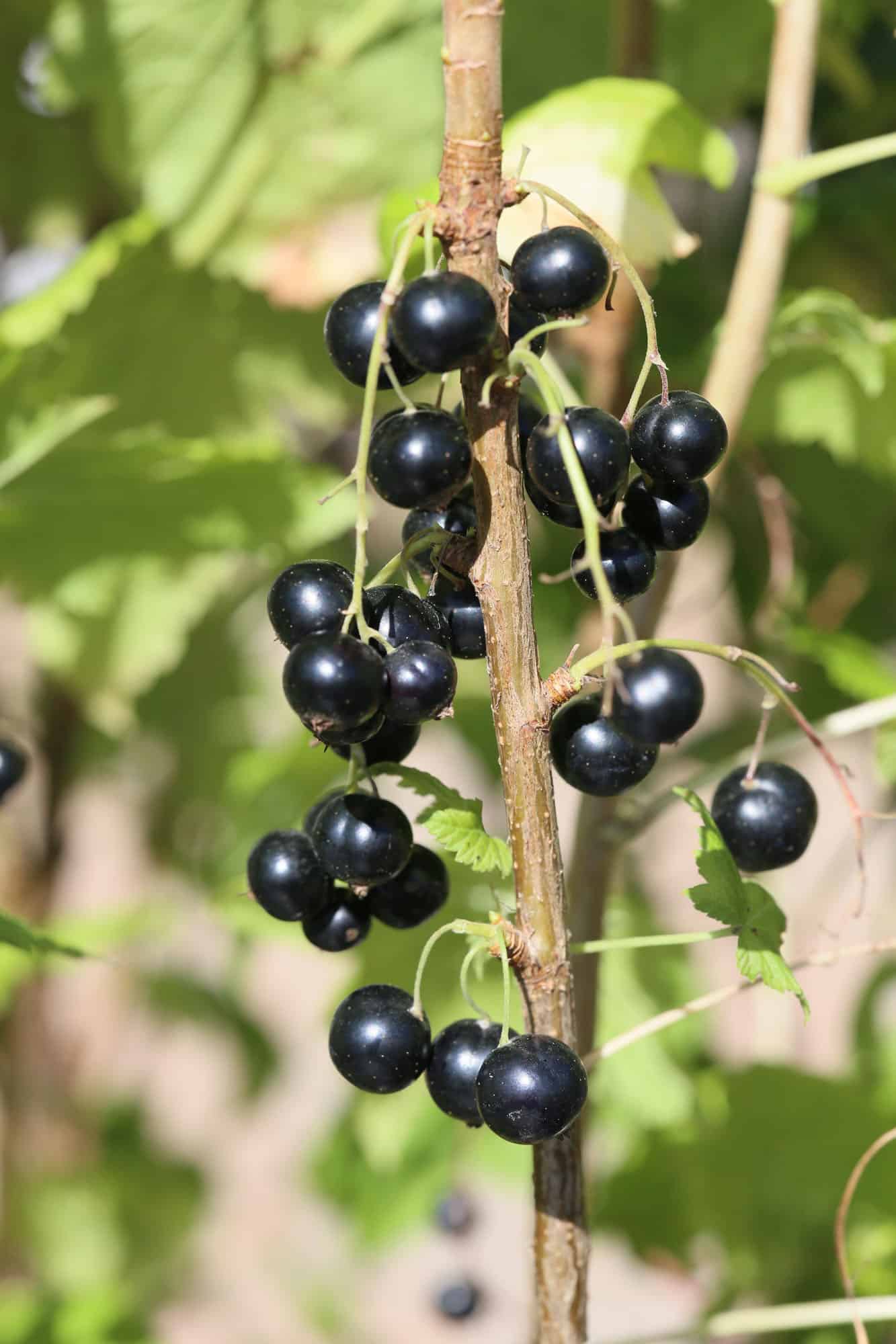 Ribes nigrum 'Risarp'