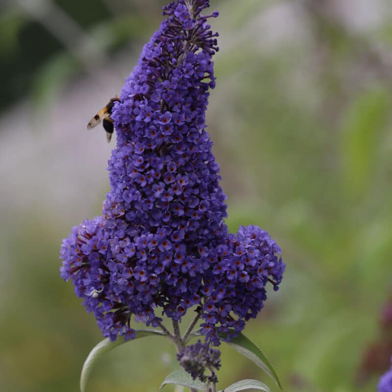 Buddleja 'Ellen's Blue'