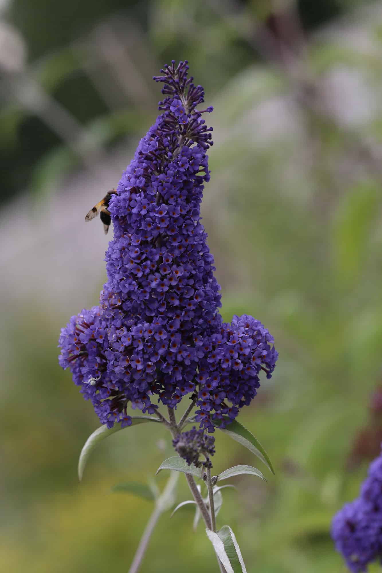 Buddleja 'Ellen's Blue'