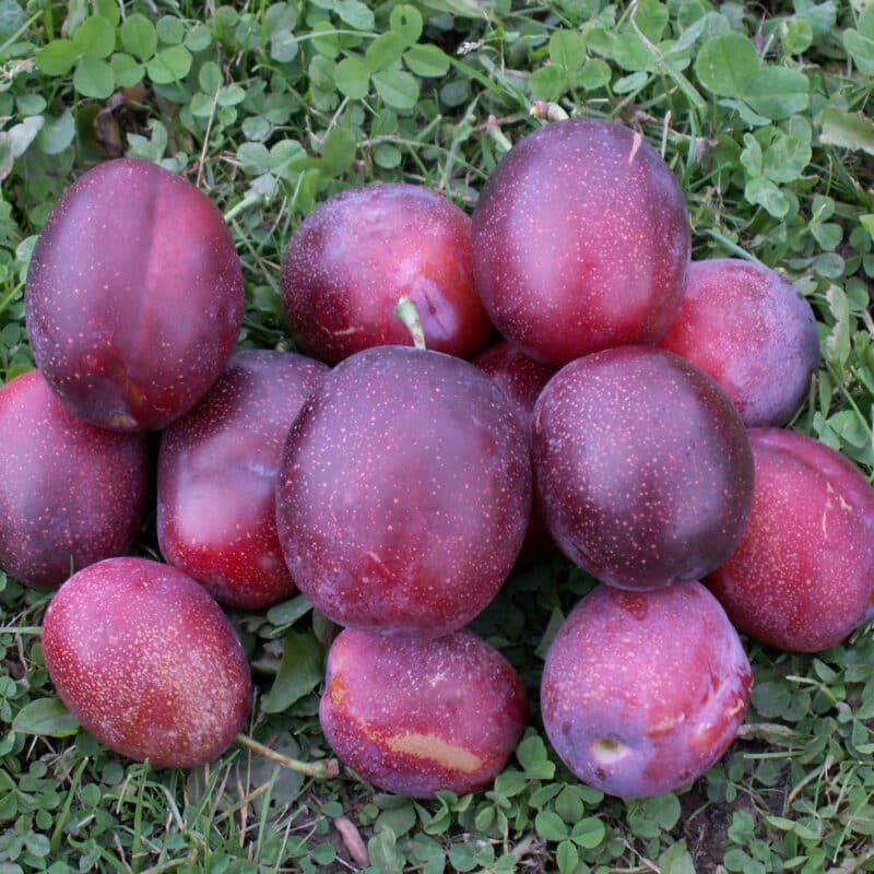 Prunus domestica 'Jubileum'