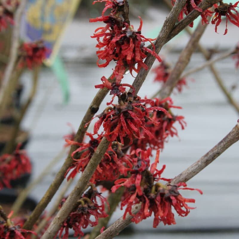 Hamamelis x intermedia 'Diane'