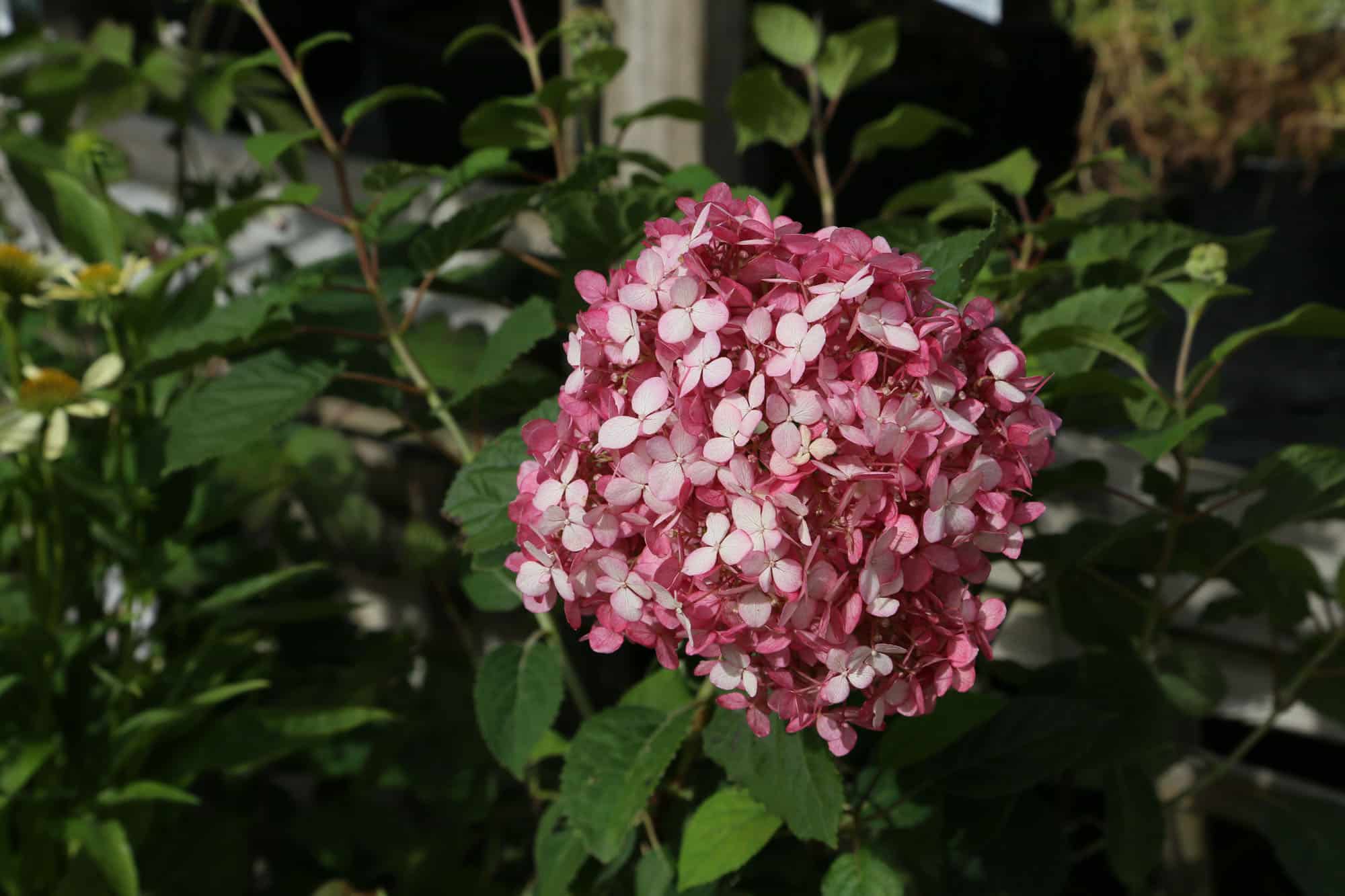 Hydrangea arborescens INVINCIBLLE 'Pink Annabelle'