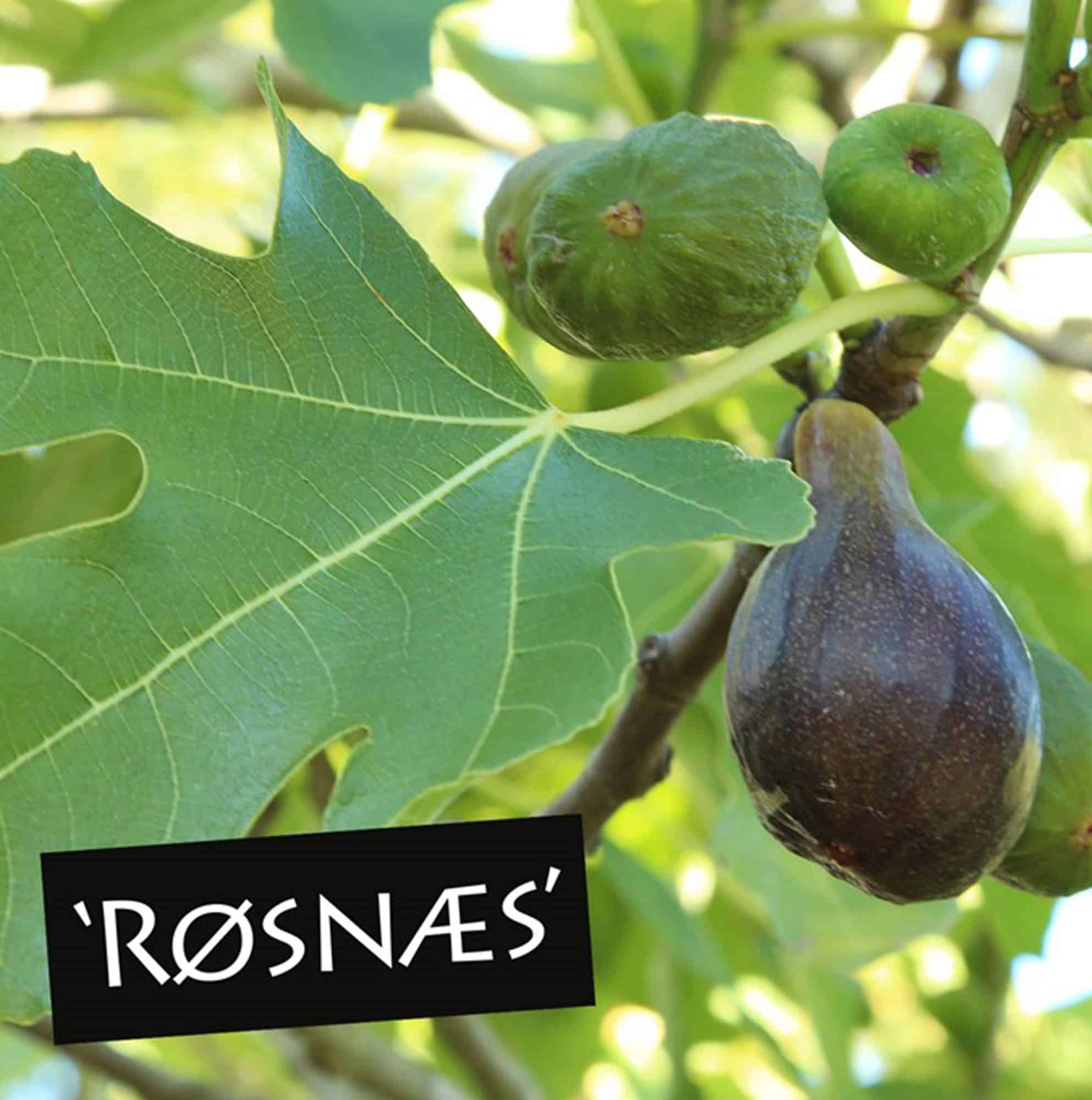 Ficus carica 'Rösnäs'