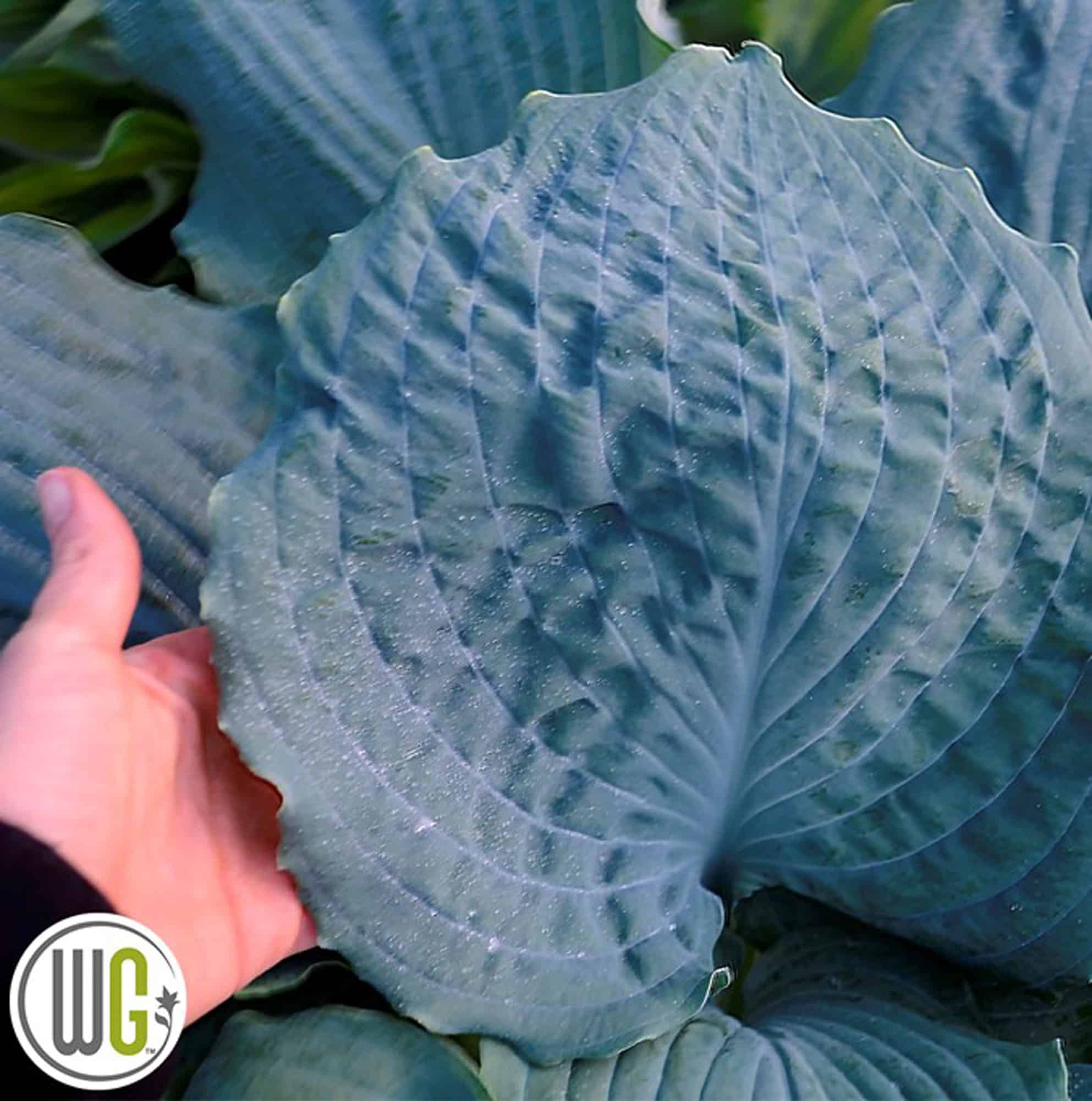 Hosta 'Diamond Lake'