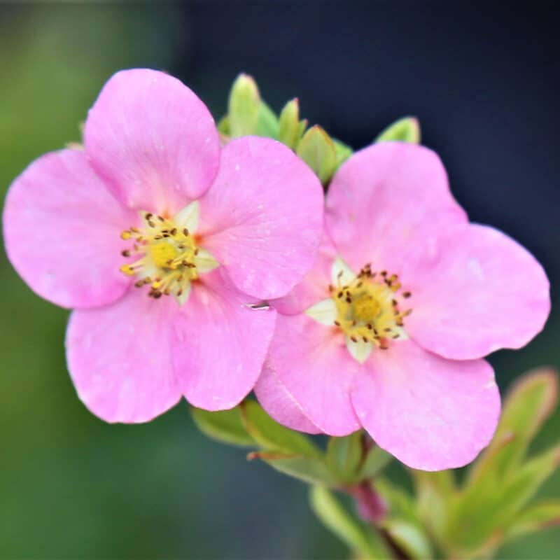 Dasiphora fruticosa 'Pink Beauty'