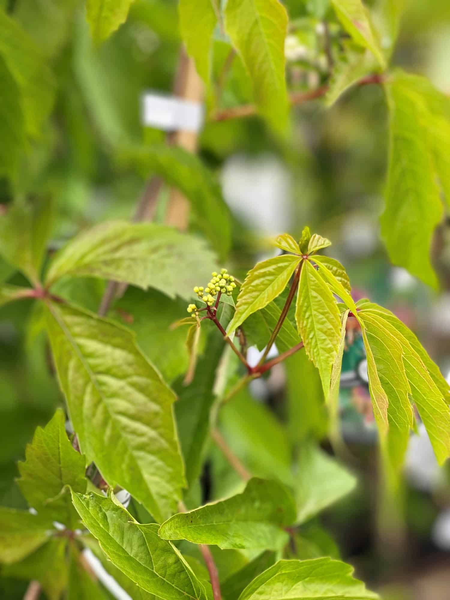 Parthenocissus vitacea TRAPETS E