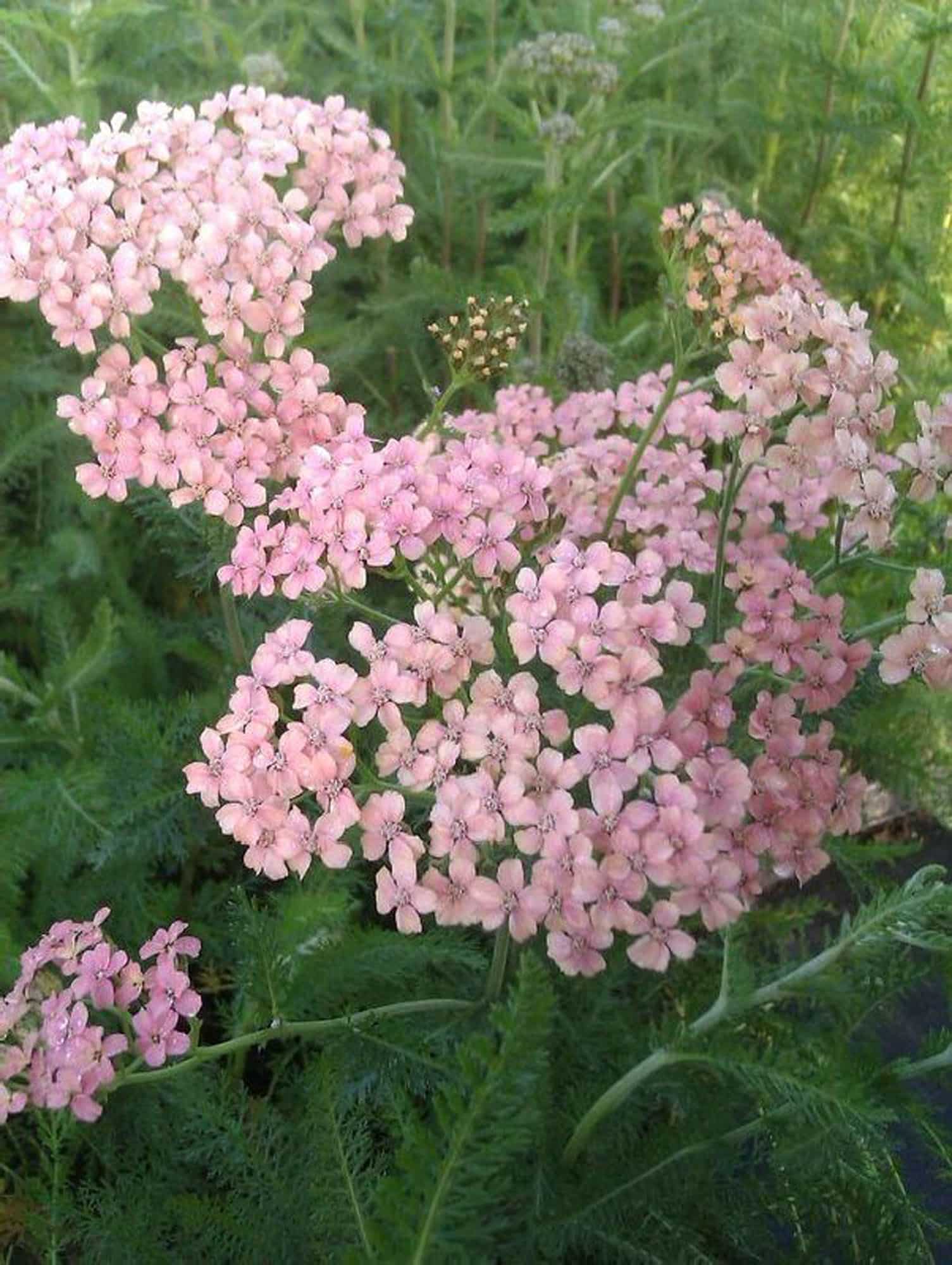 Achillea millefolium 'Apfelblute'