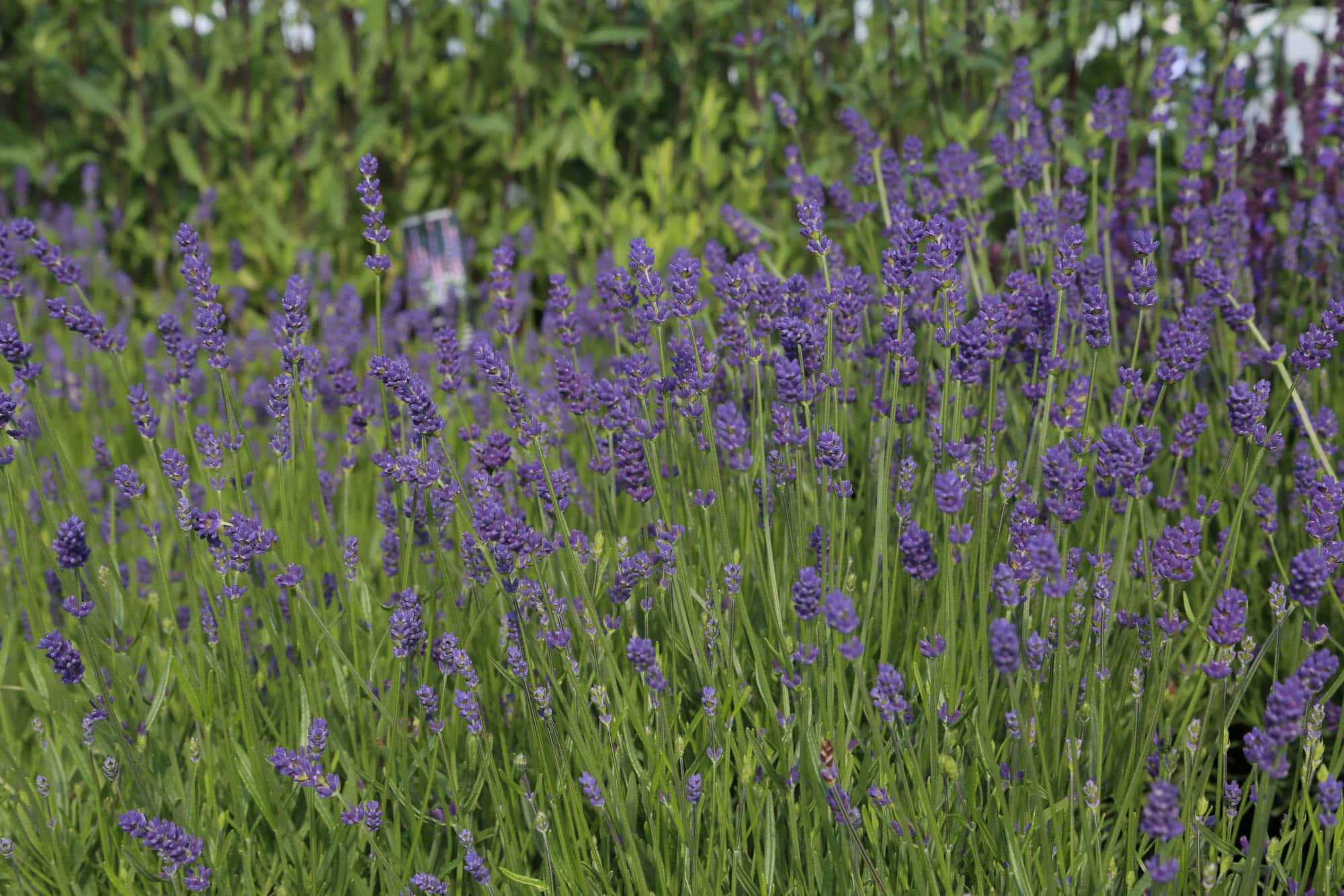 Lavandula angustifolia 'Essence Purple'