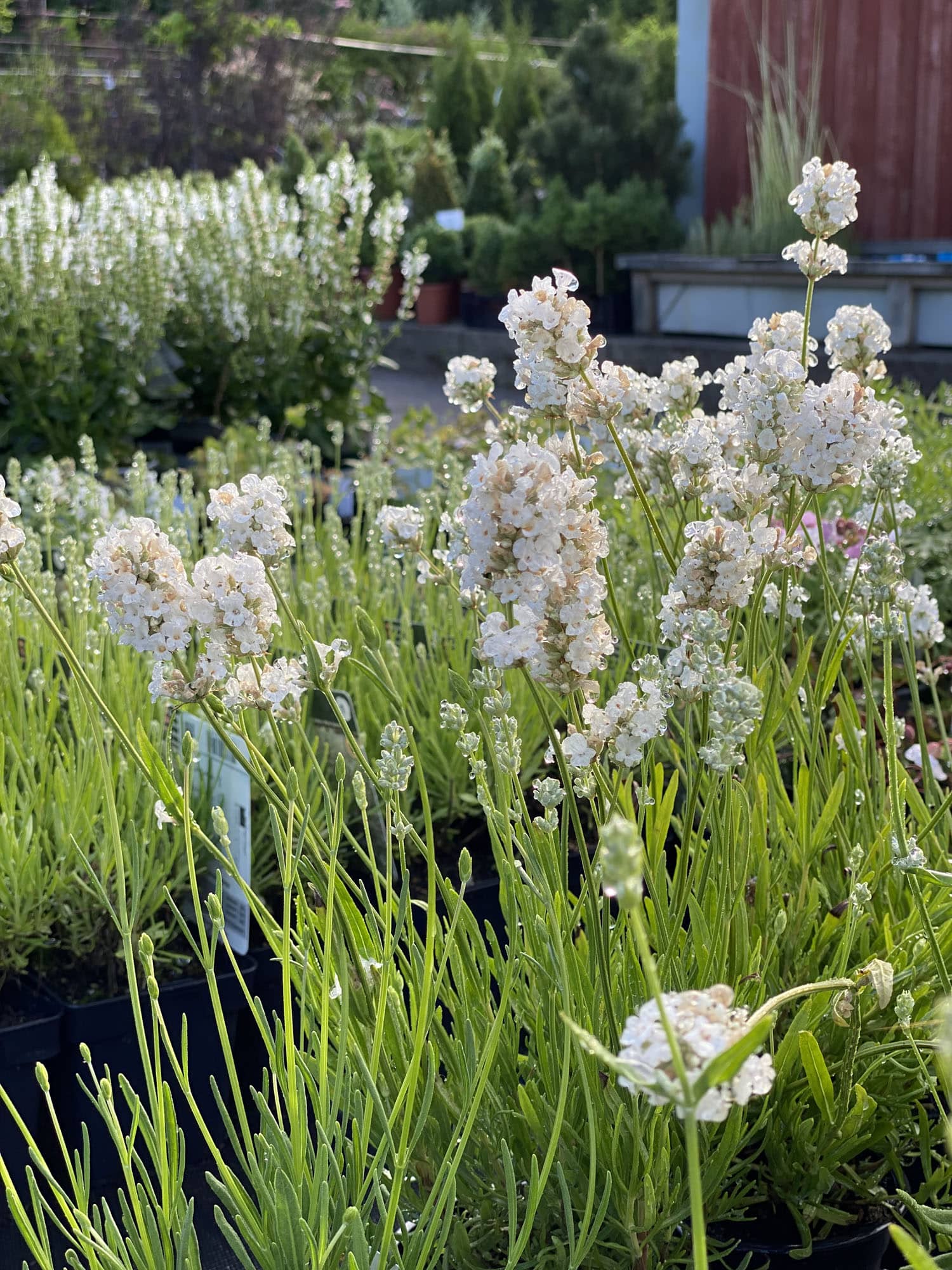Lavandula angustifolia 'White'