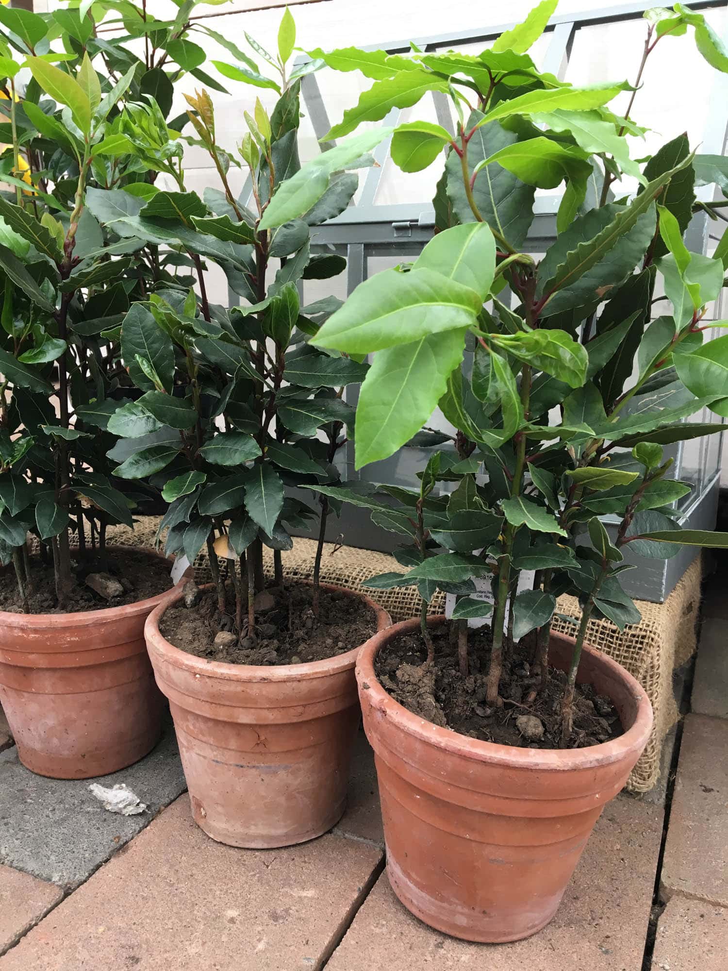 Laurus nobilis