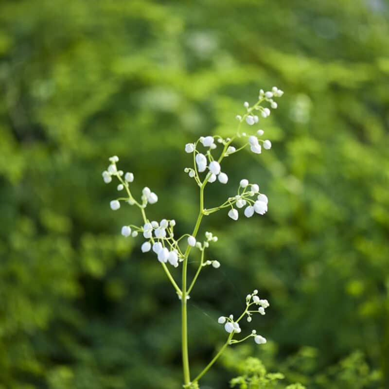 Thalictrum delavayi 'Splendide White'