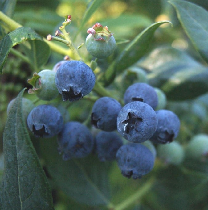 Vaccinium angustifolium 'Pelle'