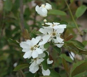 Exochorda racemosa 'Blushing Pearl'