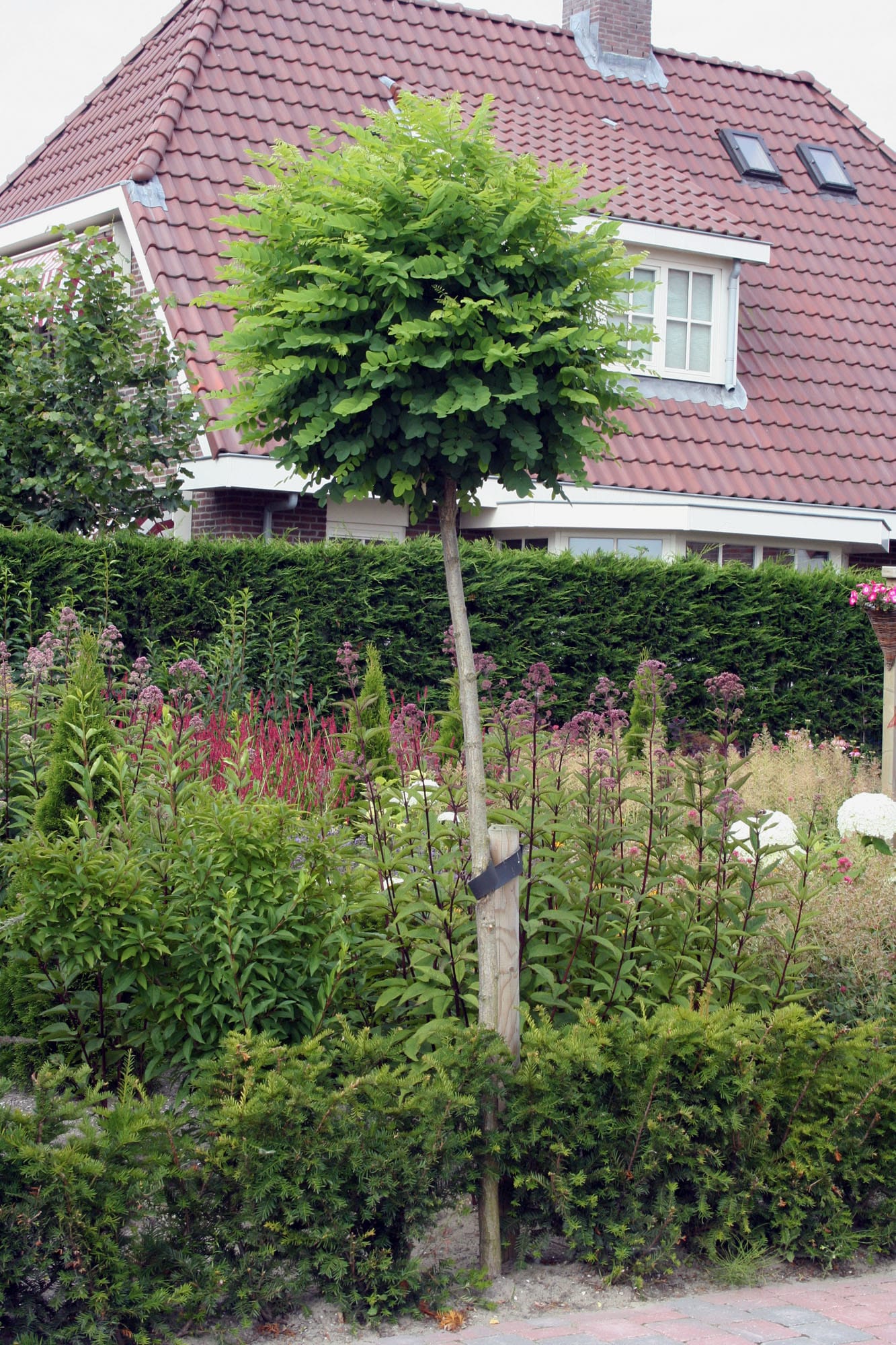 Robinia pseudoacacia 'Umbraculifera'