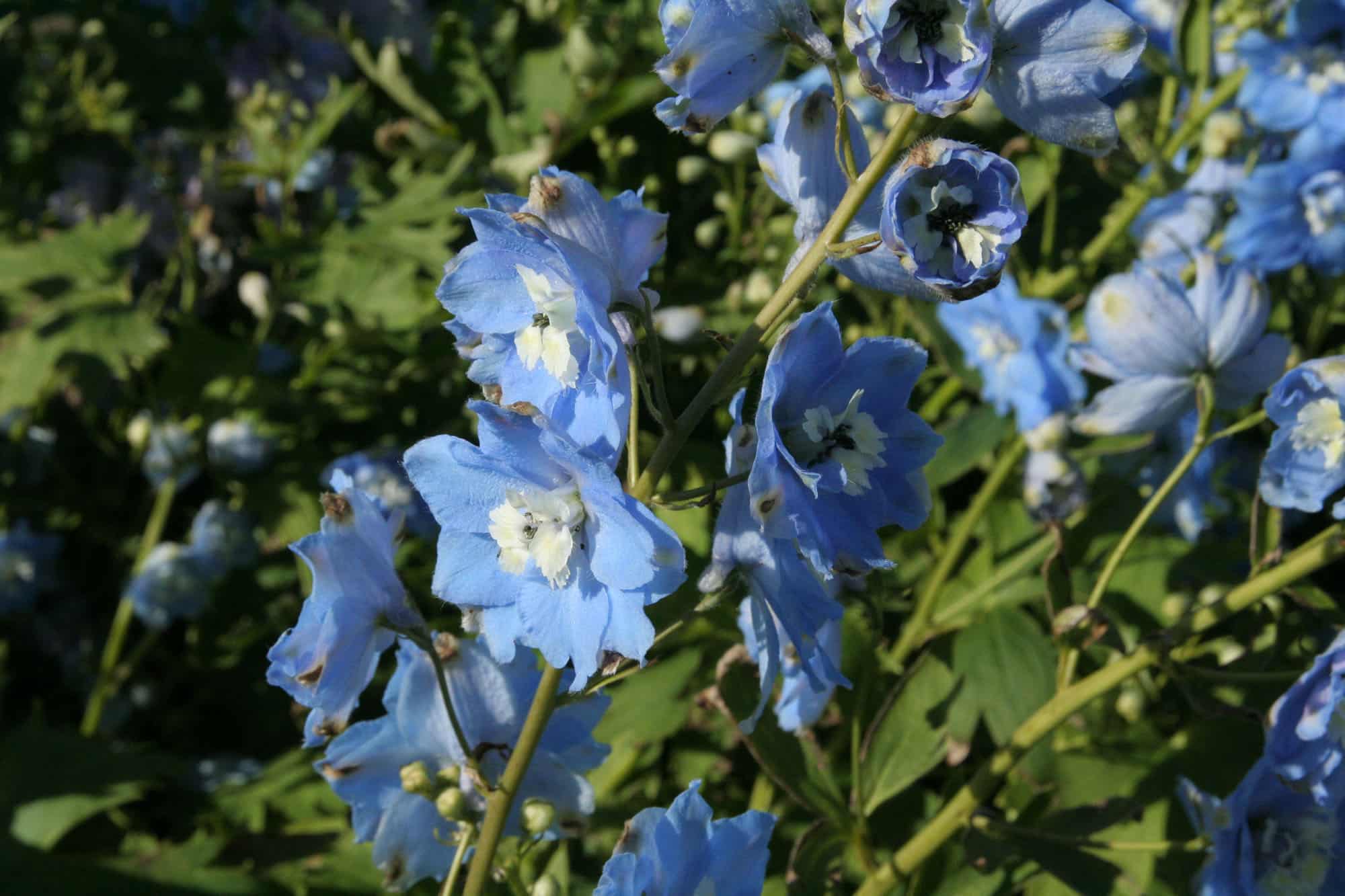 Delphinium Eleatum 'Summer Skies'
