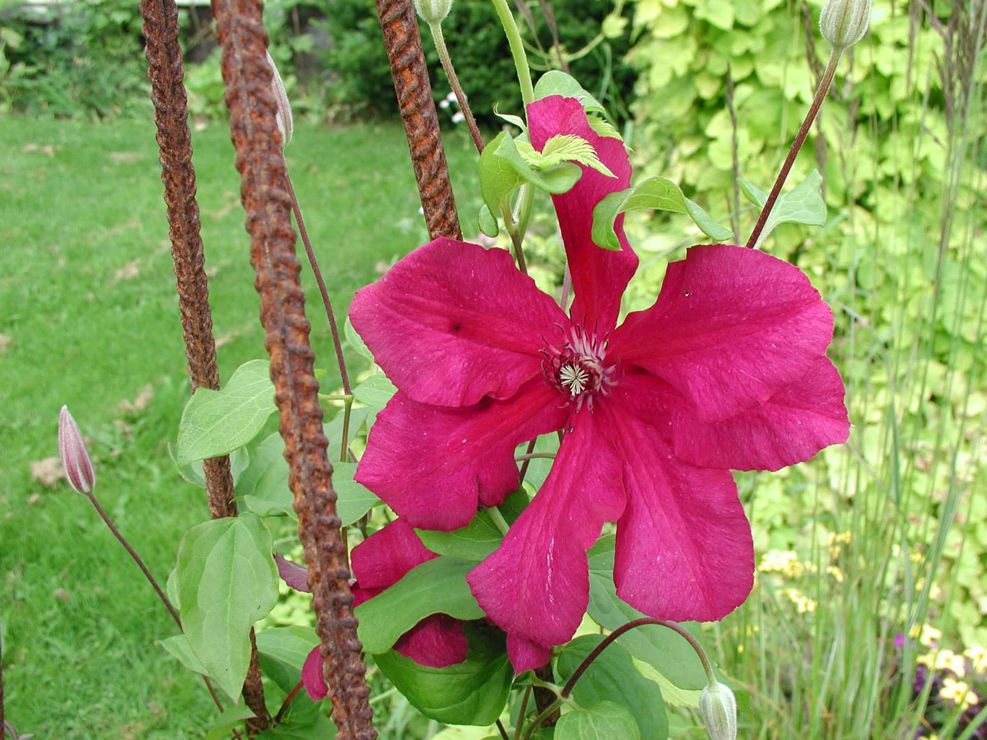 Clematis (Tidig Storblommig) Kardynal Wyszynski