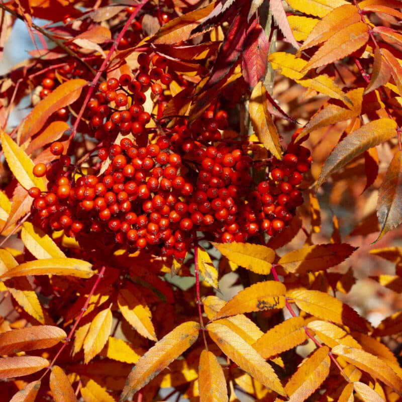 Sorbus commixta 'Carmencita'