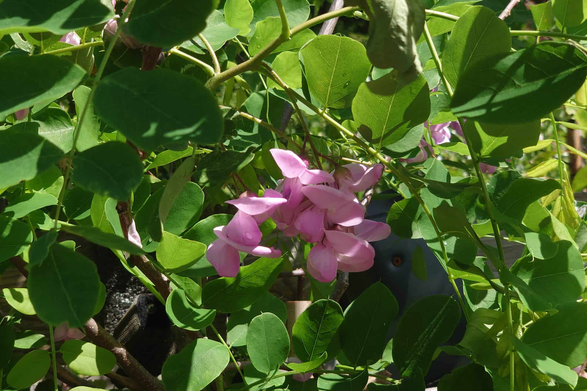 Robinia hispida var. nana (rosea)