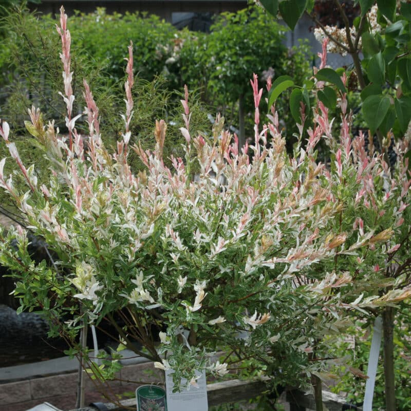 Salix integra 'Hakuro Nishiki'